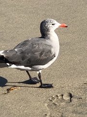 Larus heermanni