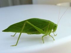 Orthoptera