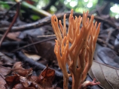 Phaeoclavulina cokeri