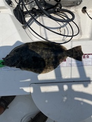 Paralichthys lethostigma