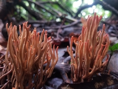 Phaeoclavulina cokeri