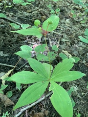 Medeola virginiana