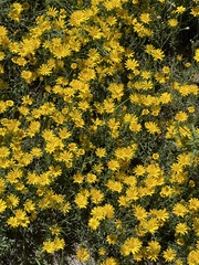 Xanthisma spinulosum