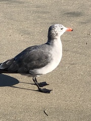 Larus heermanni
