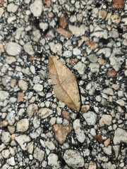 Anticarsia gemmatalis