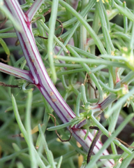 Salsola tragus