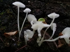 Hemimycena lactea