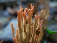 Phaeoclavulina cokeri