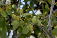 Notothixos subaureus