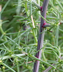 Salsola tragus