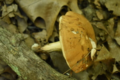 Suillus granulatus