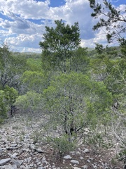 Pinus remota