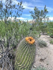 Ferocactus wislizeni