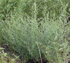 Salsola tragus