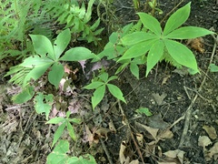 Medeola virginiana