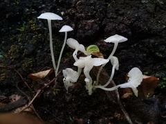 Hemimycena lactea
