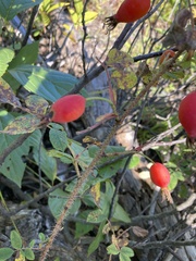 Rosa acicularis