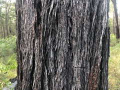 Eucalyptus baileyana