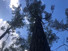 Eucalyptus baileyana