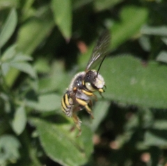 Anthidium oblongatum