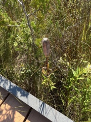 Lilium philadelphicum
