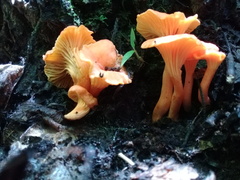 Craterellus ignicolor