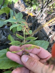 Rosa acicularis