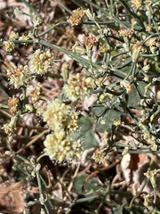 Eriogonum heermannii
