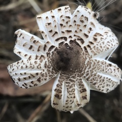 Lepiota