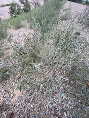 Sphaeralcea hastulata