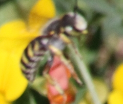 Anthidium oblongatum