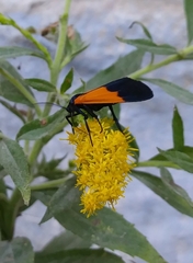 Lycomorpha pholus