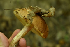 Suillus granulatus
