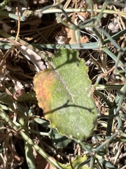 Eriogonum heermannii