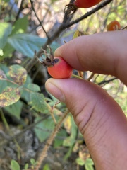 Rosa acicularis