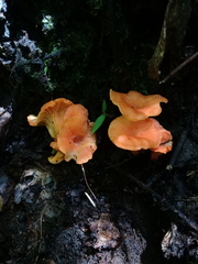Craterellus ignicolor