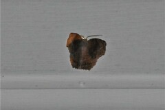 Eutrapela clemataria