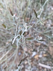 Sphaeralcea hastulata