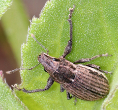 Naupactus leucoloma