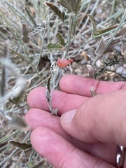 Sphaeralcea hastulata