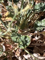 Eriogonum heermannii