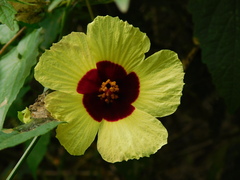 Hibiscus surattensis