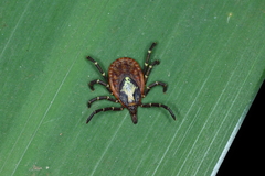 Amblyomma longirostre