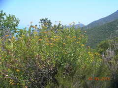 Bupleurum fruticosum