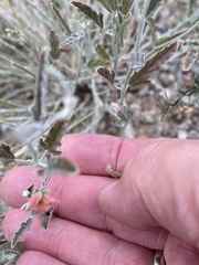 Sphaeralcea hastulata