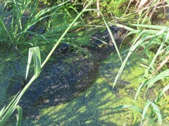 Alligator mississippiensis