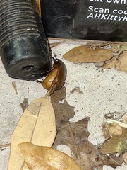 Phyllophaga