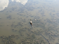 Chrysemys picta picta