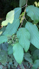 Cornus rugosa