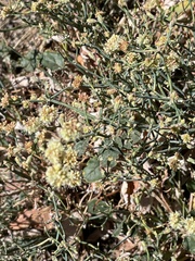 Eriogonum heermannii
